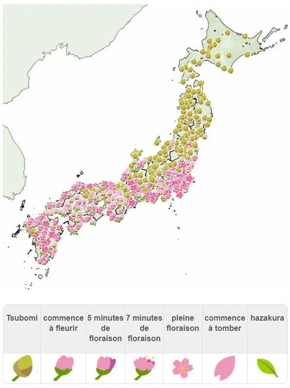 Les cerisiers sakura : un voyage poétique au cœur de la culture japonaise 5 cerisiers sakura,cerisiers japon