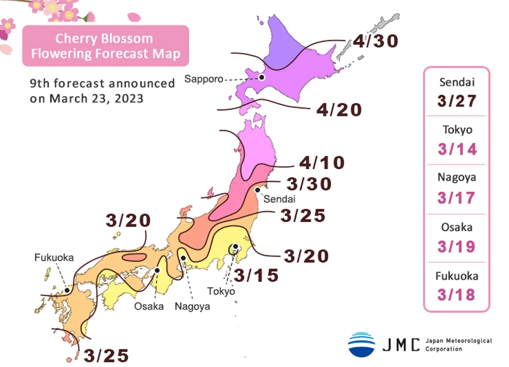 Les cerisiers sakura : un voyage poétique au cœur de la culture japonaise 6 Hanami et floraison des cerisiers japonais