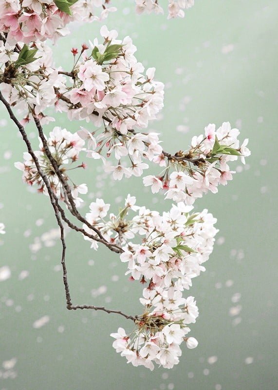 Les cerisiers sakura : un voyage poétique au cœur de la culture japonaise 8 cerisiers sakura,cerisiers japon