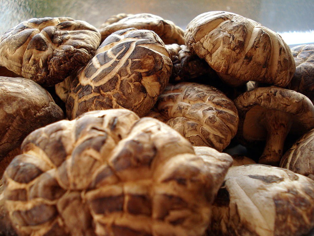 champignon shiitake déshydratés