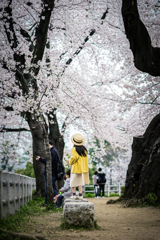 Cerisiers japonais