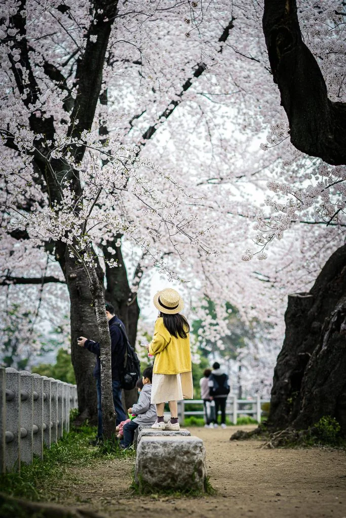 Haru : 58 recettes japonaises de printemps pour cuisiner au rythme des sakura 2 Cerisiers japonais