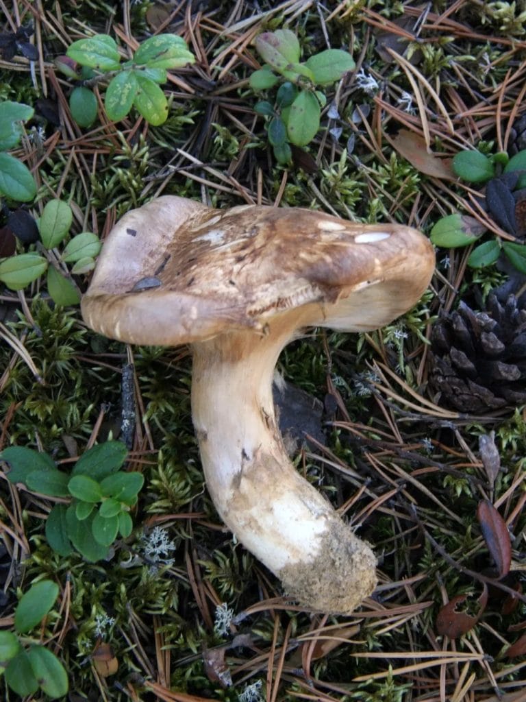 Champignon matsutake